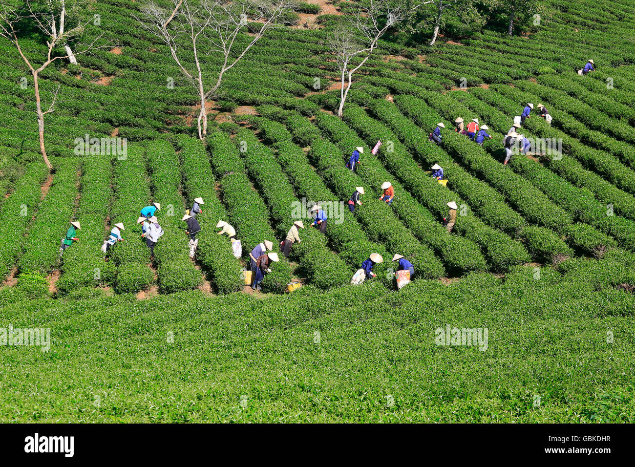 A group of farmers picking tea on a summer afternoon in Cau Dat tea plantation, Da lat, Vietnam Stock Photo