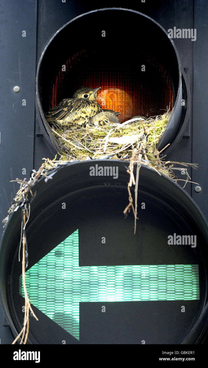 A thrush and its young family nest in traffic lights in Leeds City centre today oblivious to the constant traffic. Stock Photo