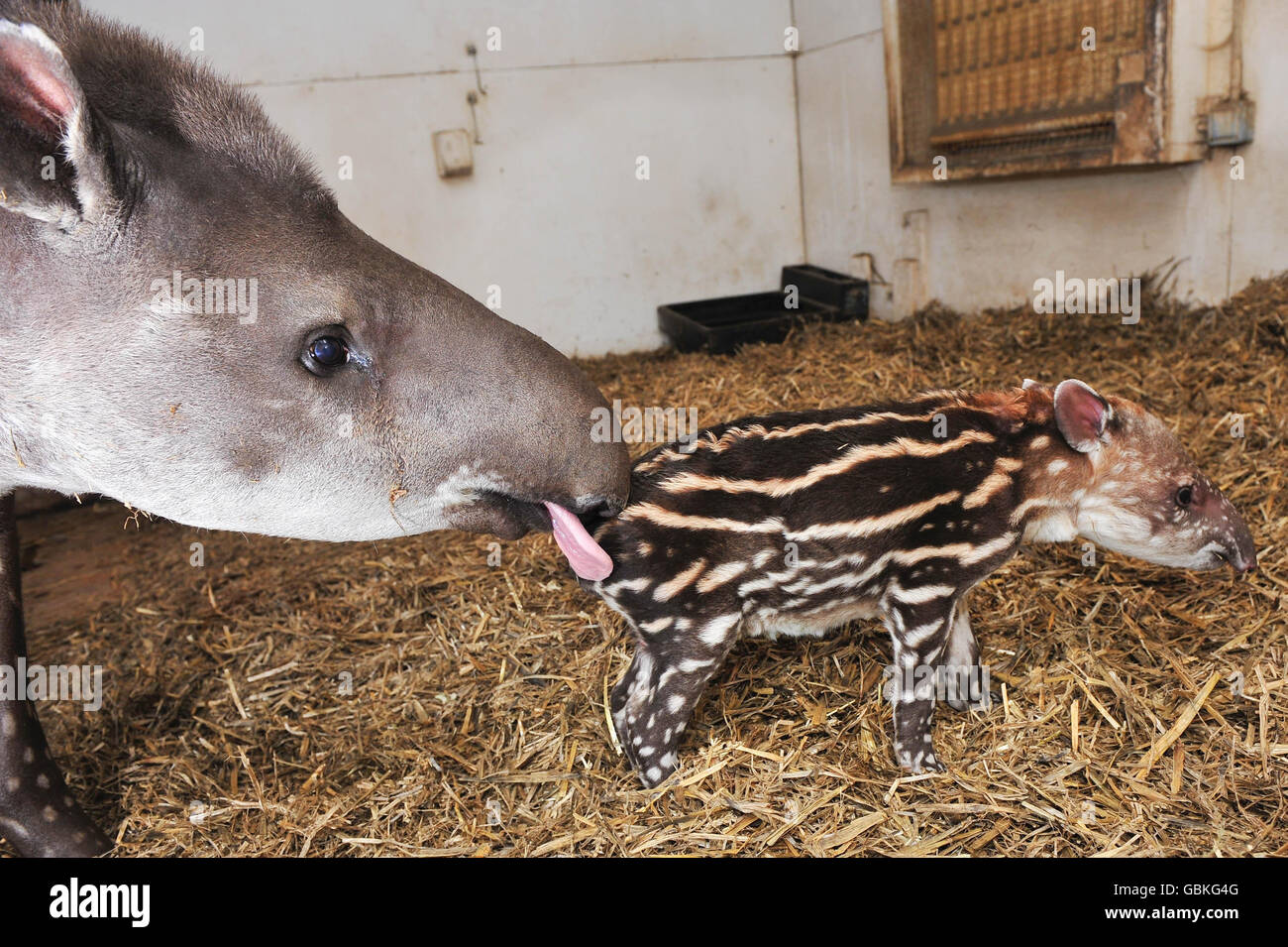 An unnamed baby tapir with his mum tara hi-res stock photography and ...