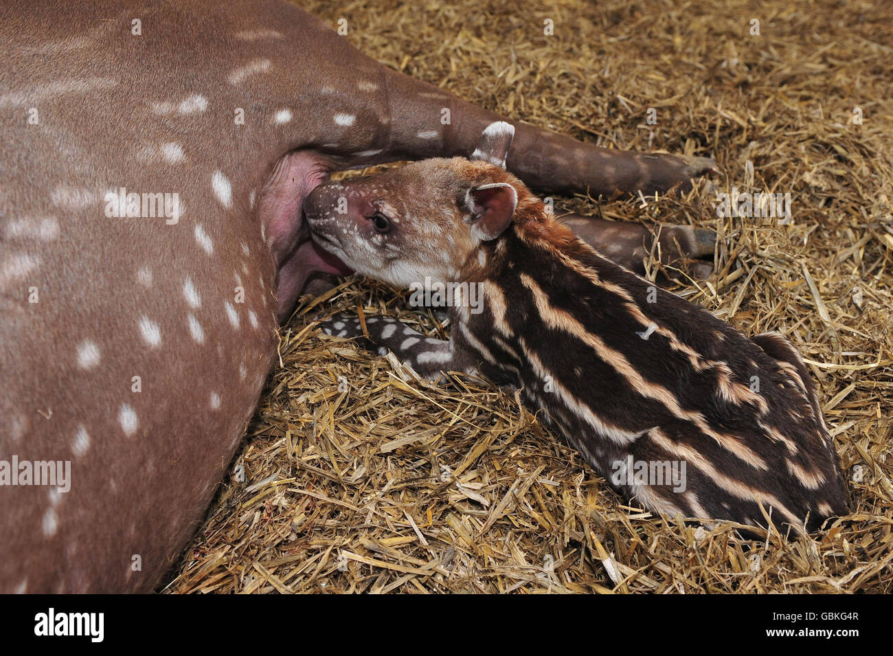 An unnamed baby tapir with his mum tara hi-res stock photography and ...