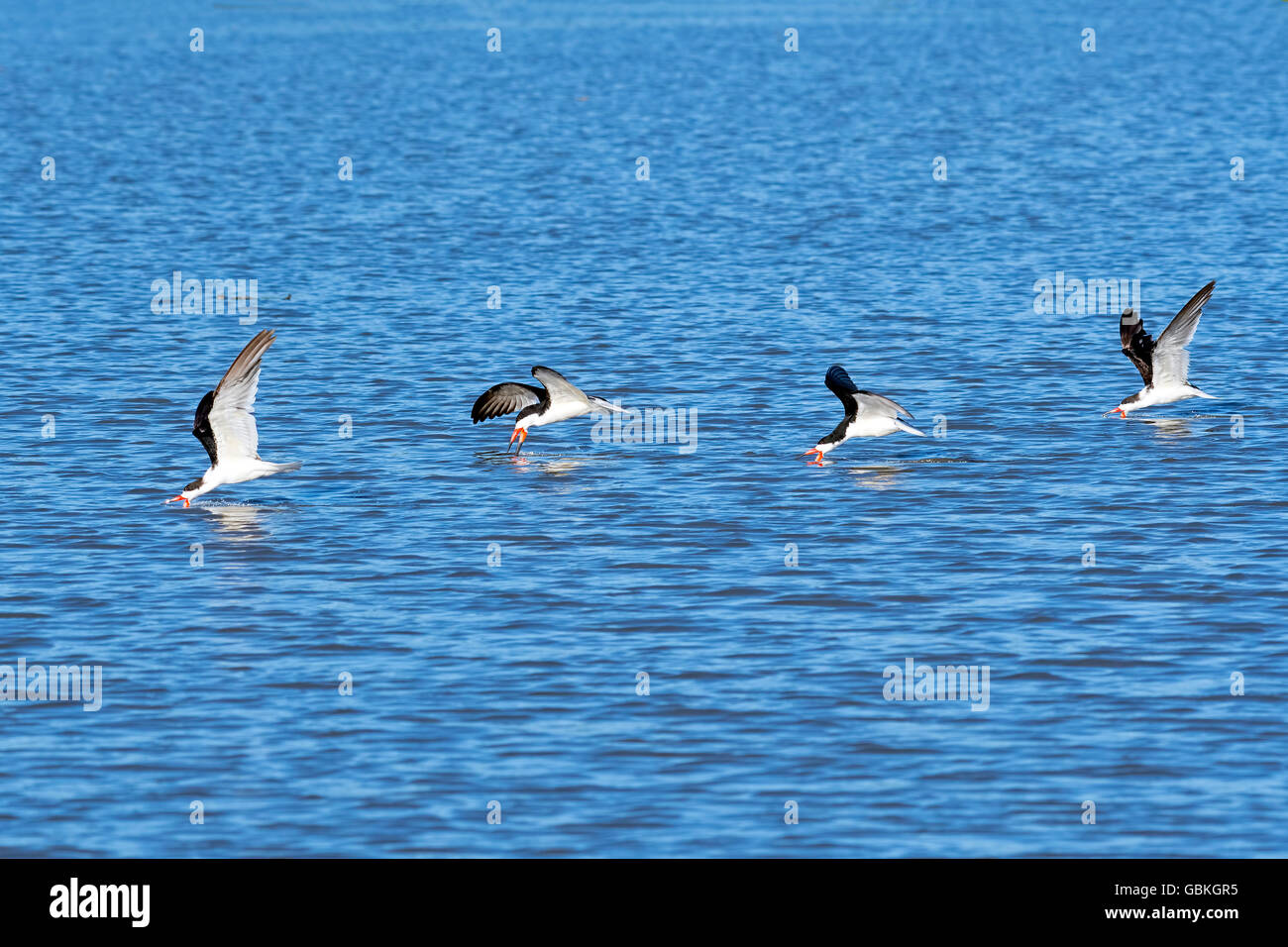Skimming hires stock photography and images Alamy