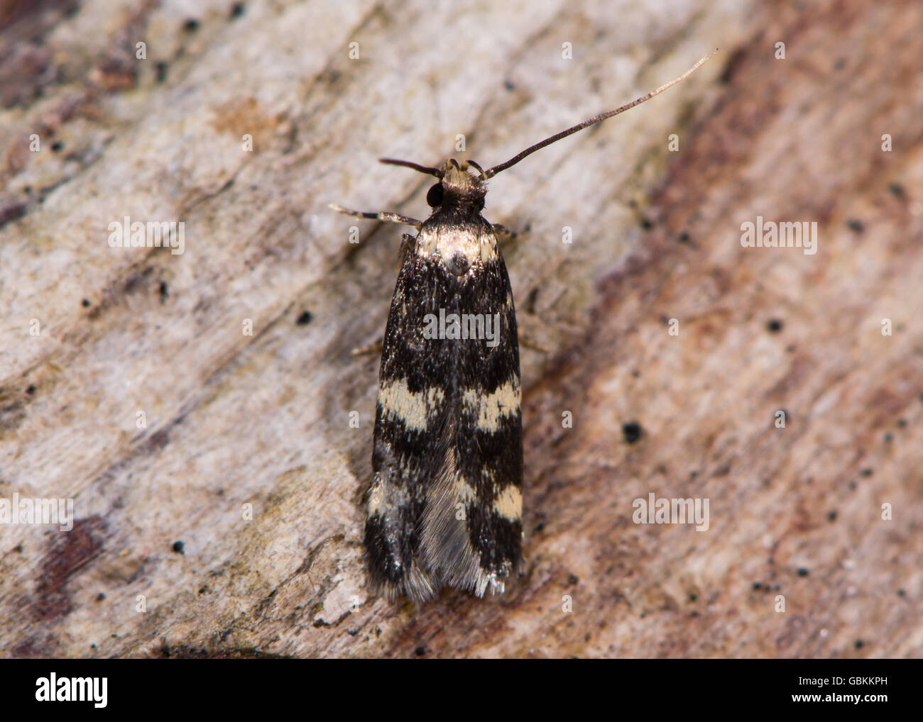 Oegoconia quadripuncta micro moth. Small insect in the family Autostichidae seen from above, with long labial palps visible Stock Photo