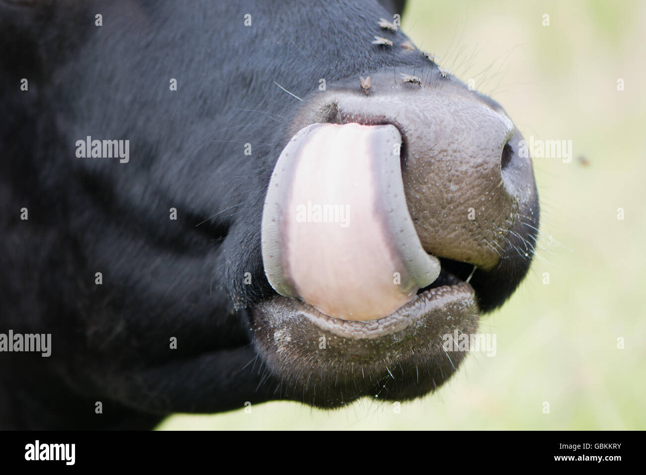 Cow sticking tongue up nose. An animal licking its nostril, with flies sitting on its wet nose Stock Photo