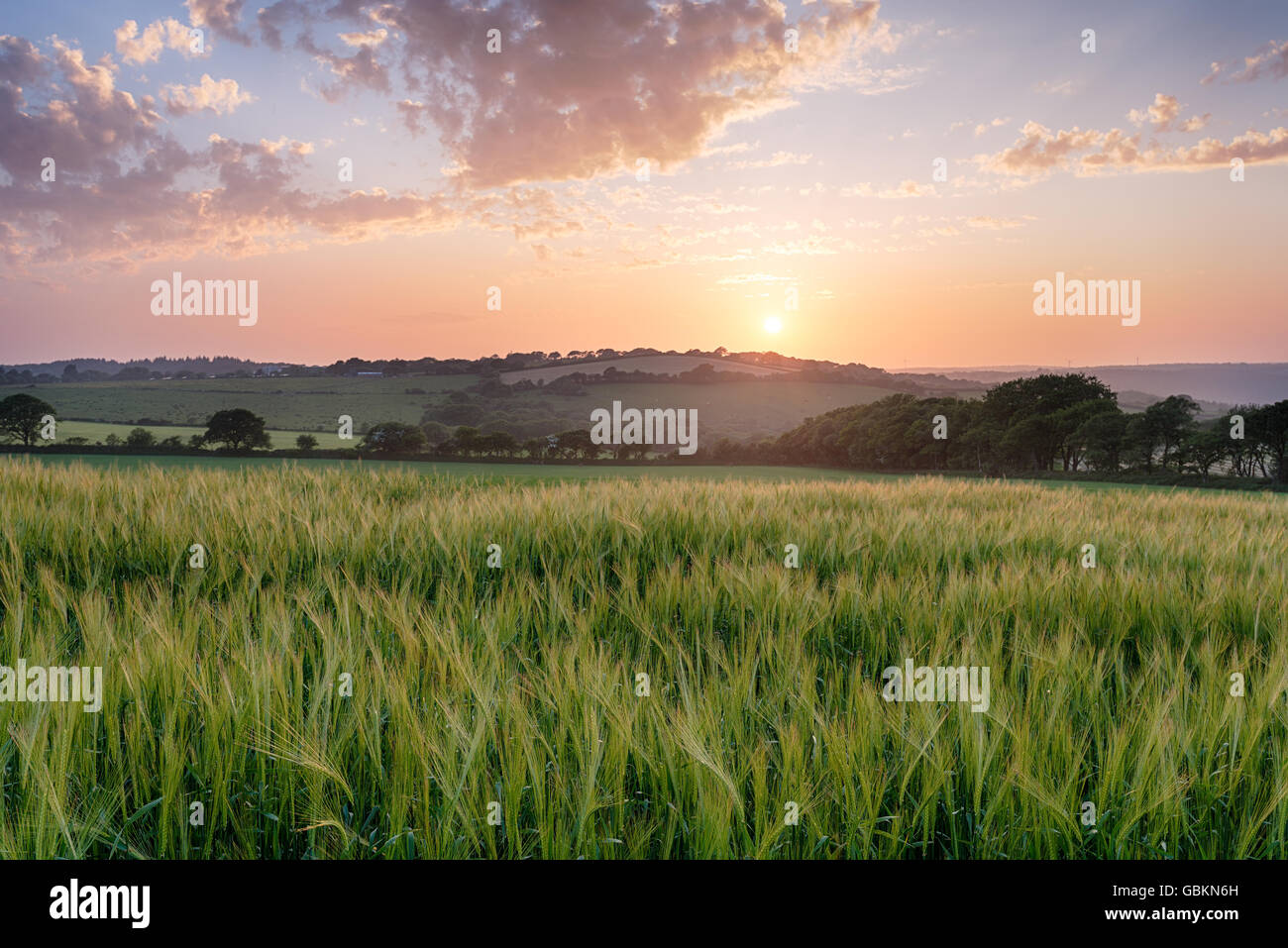 Sunset over a filed of barley growing near Bodmin in the Cornish countryside Stock Photo