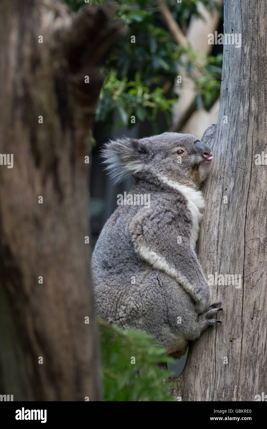 Climbing koala hi-res stock photography and images - Alamy