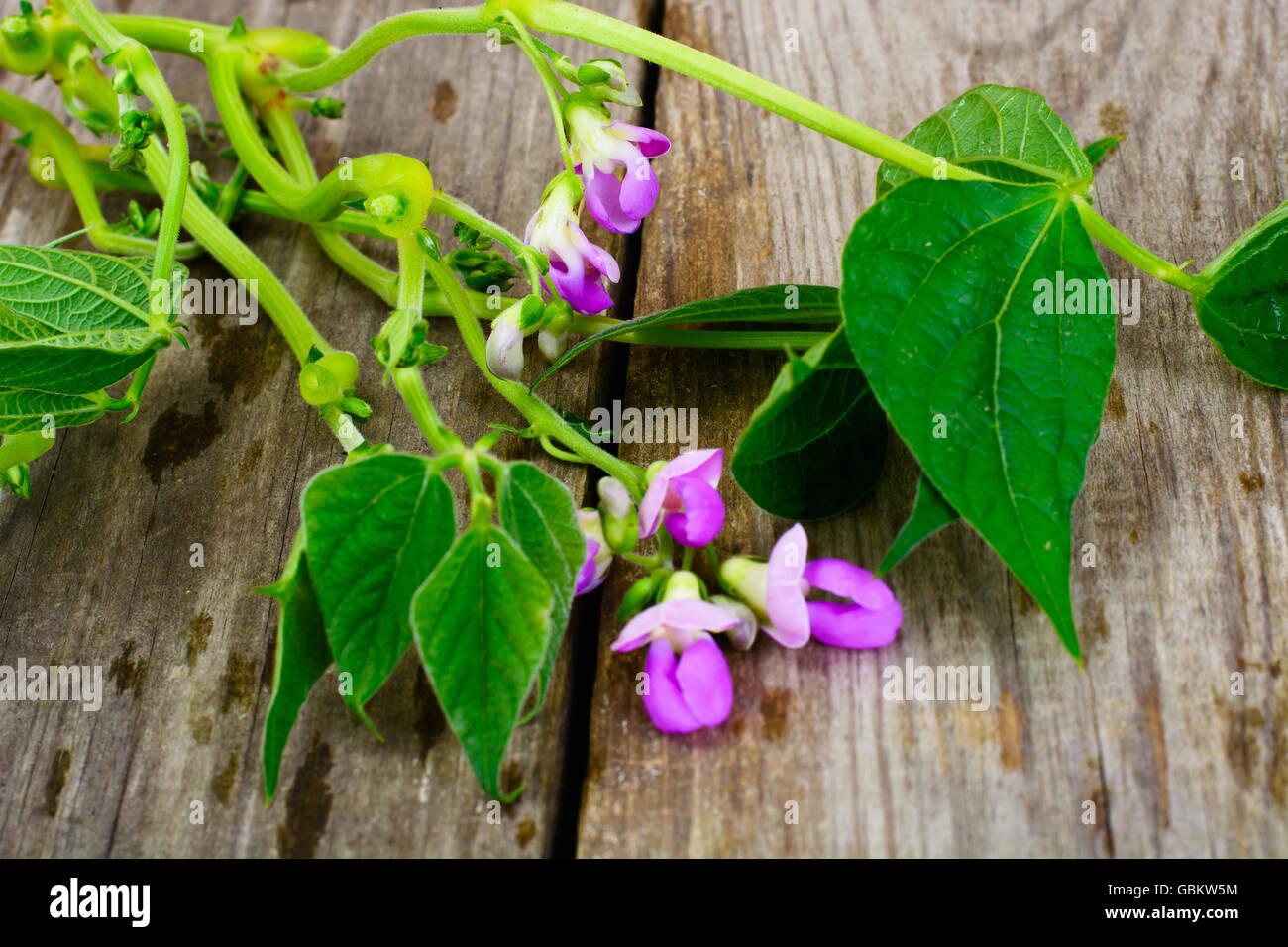 Asparagus Beans, Leaves and Flowers Stock Photo