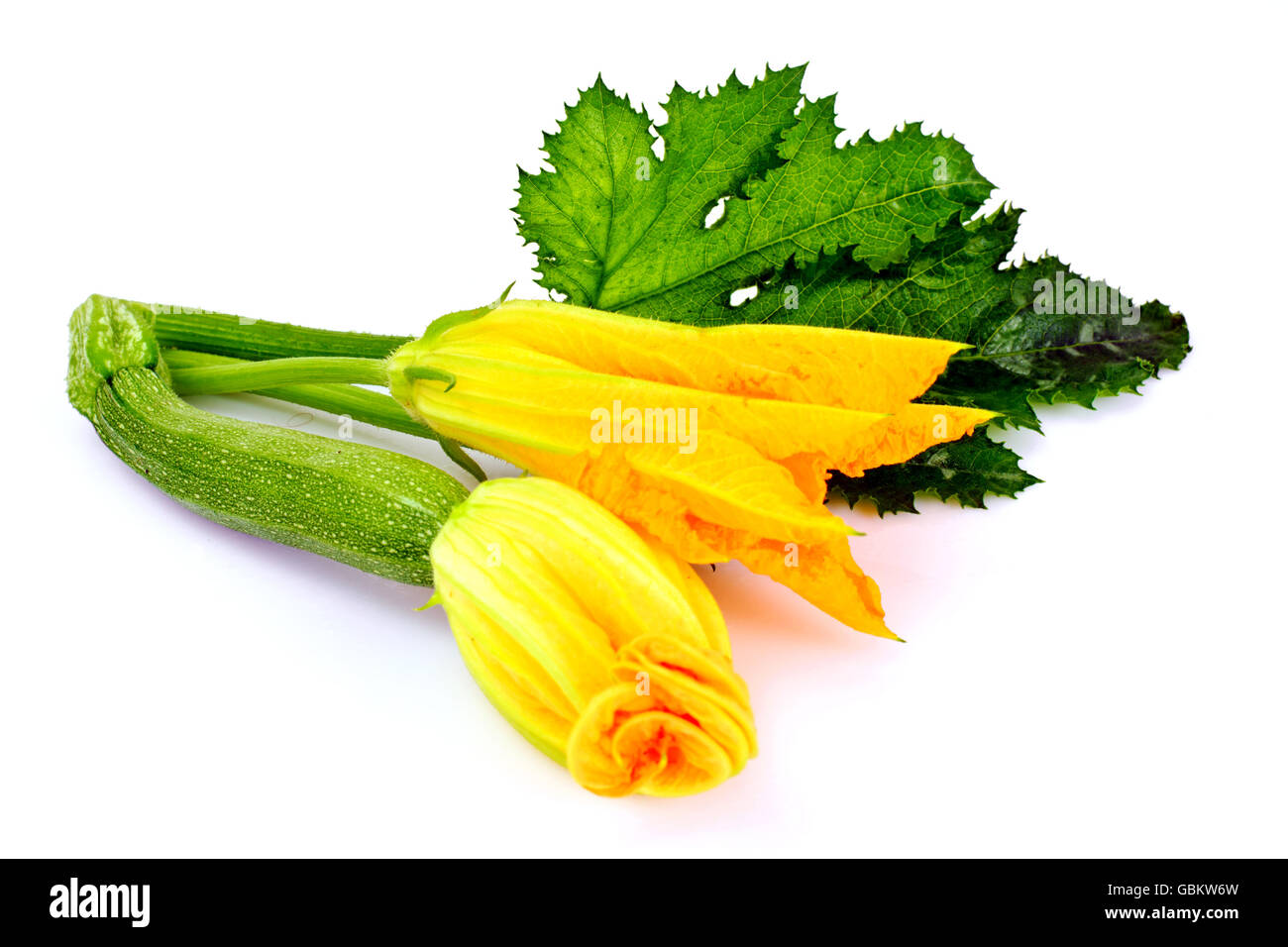 Zucchini Flowers on a White Background Stock Photo Alamy