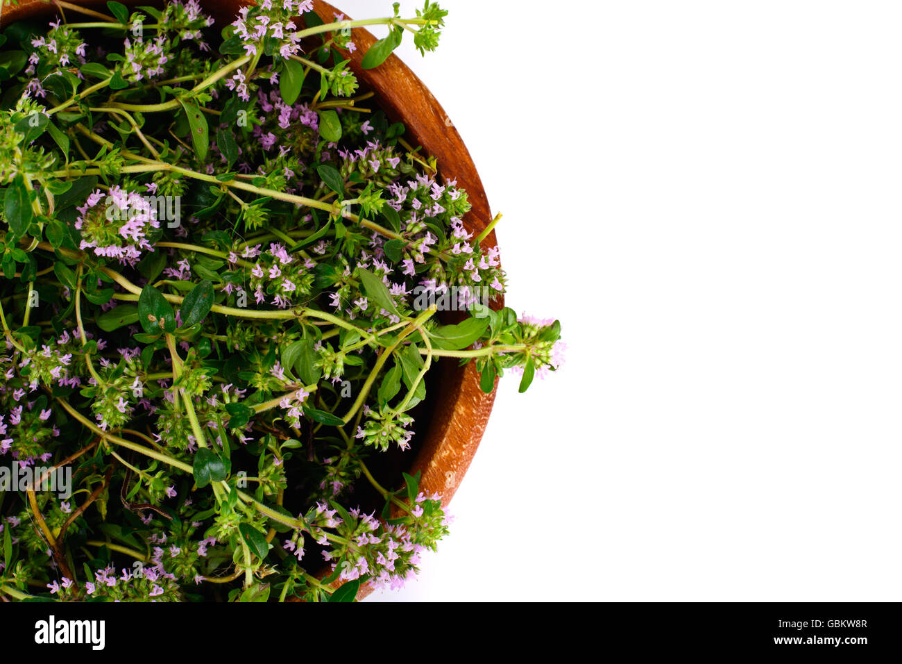 Flowers and Stems of Thyme Stock Photo Alamy