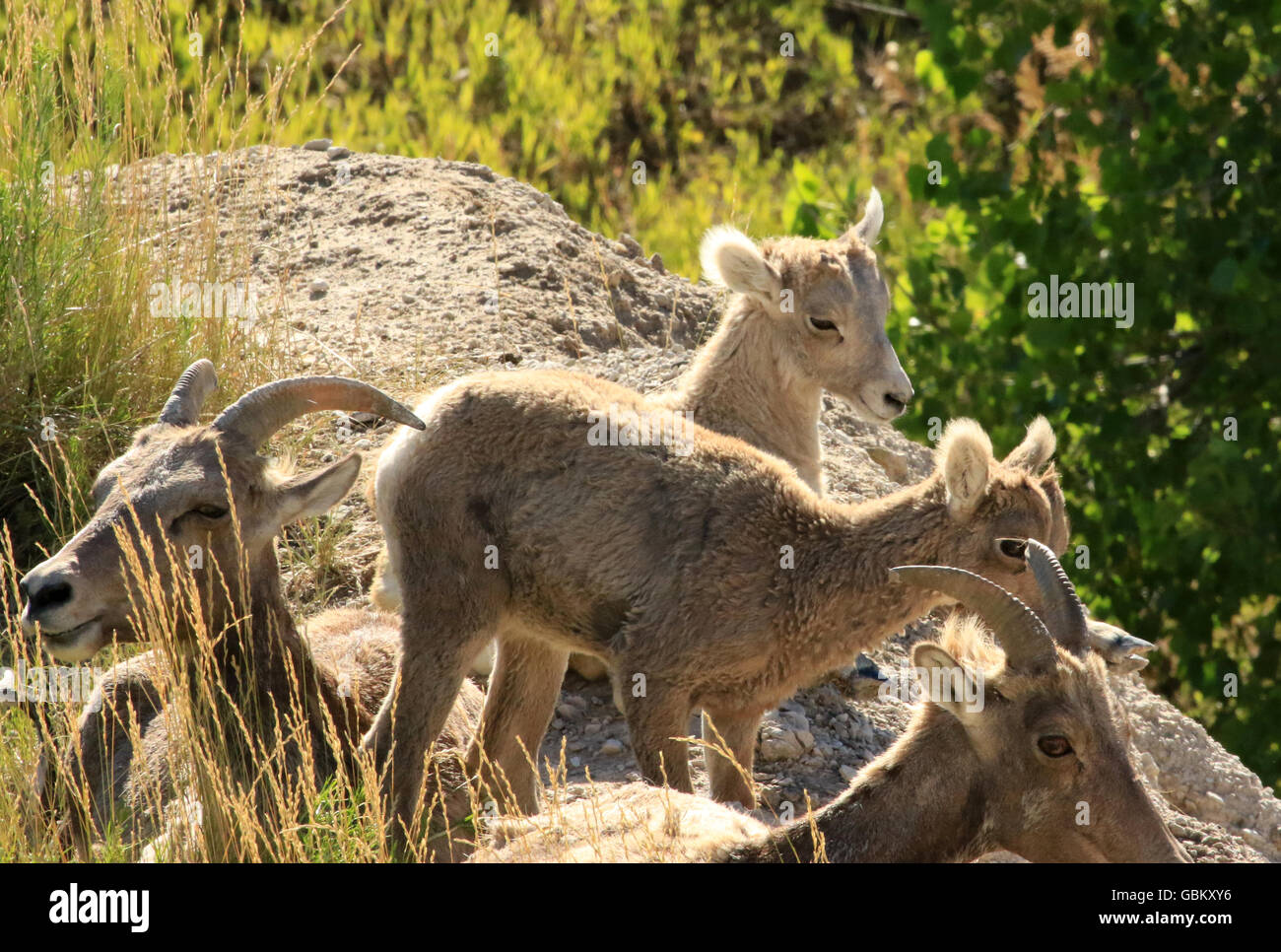 Baby Bighorn Sheep in the wild in the Badlands National Park in South Dakota Stock Photo