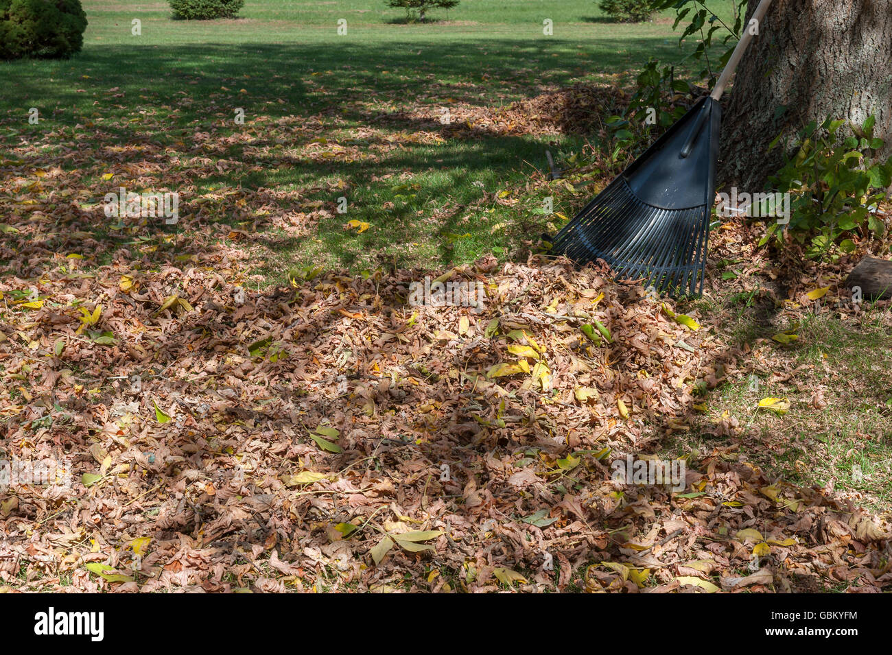 Garden rake by dead leaves on green lawn Stock Photo
