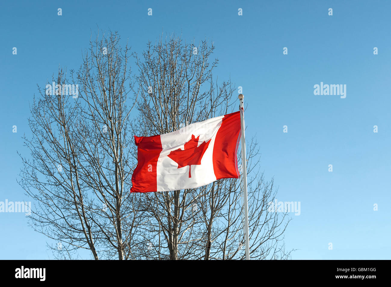 Canada flag and maple tree in winter Stock Photo
