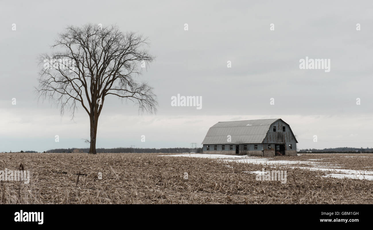 Single tree and barn in field in winter Stock Photo