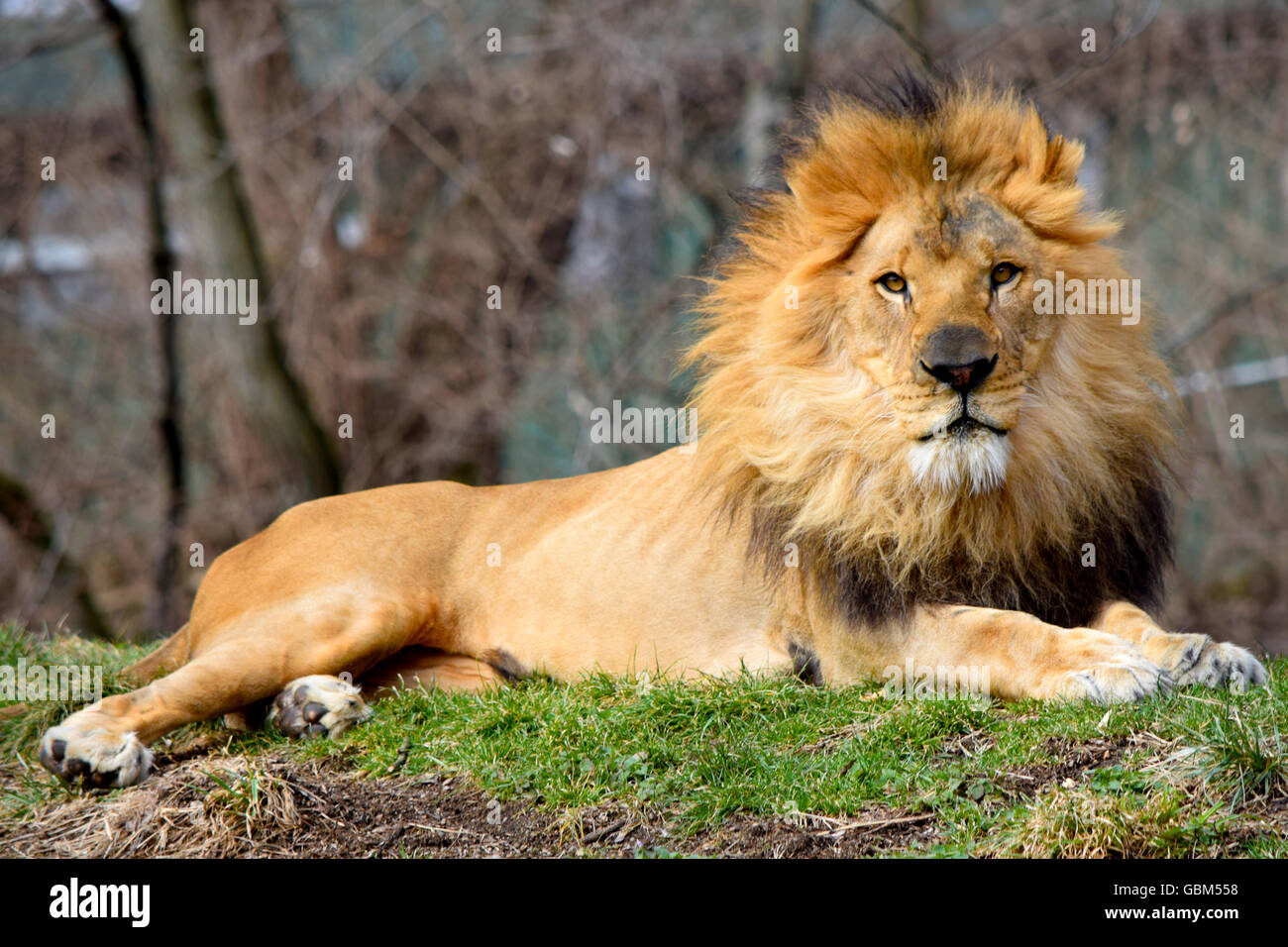 Alex the lion hi-res stock photography and images - Alamy