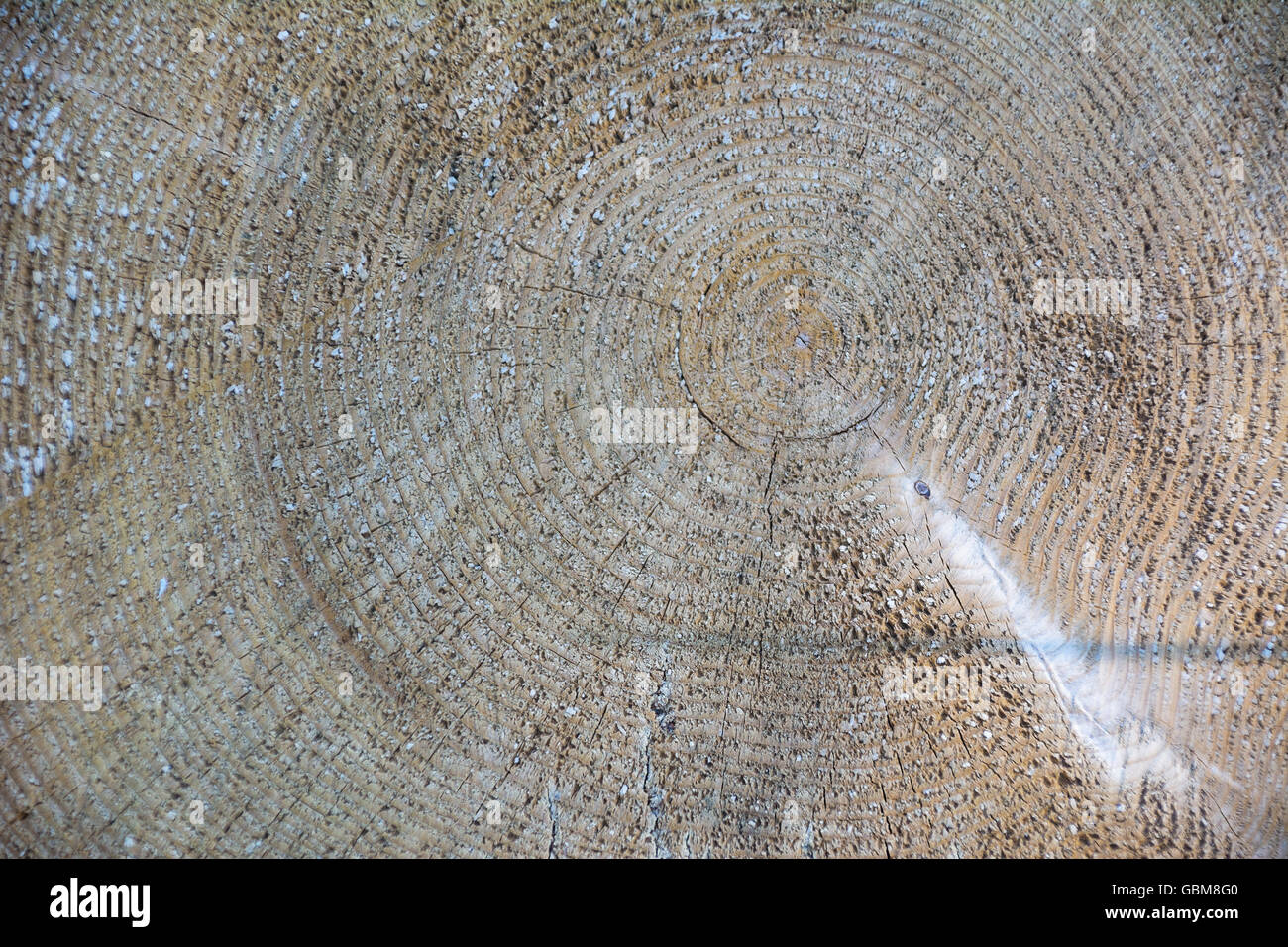 Wood tree lumber texture. Wood texture.  Wood texture background. Wood grain. Wooden background Stock Photo