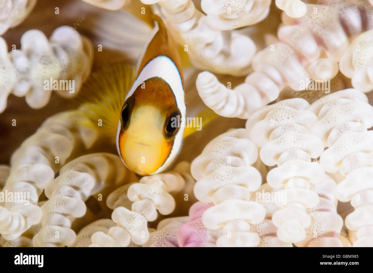 juvenile Clark's anemonefish, Amphiprion clarkii, Ambon, Maluku, Indonesia, Pacific Stock Photo