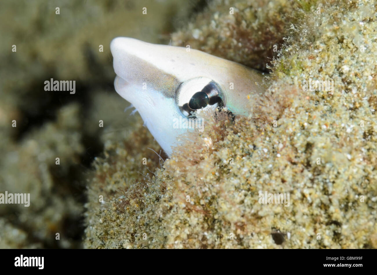 False cleanerfish, Aspidontus taeniatus, Ambon, Maluku, Indonesia, Pacific Stock Photo