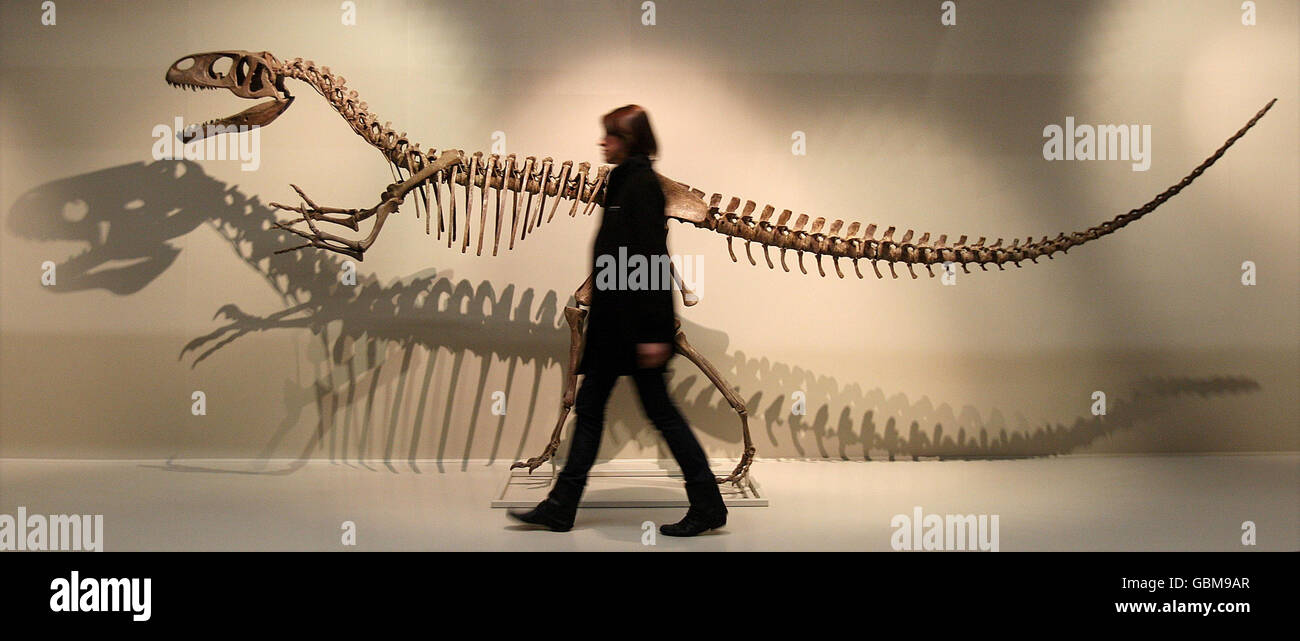 megalosaurus skeleton