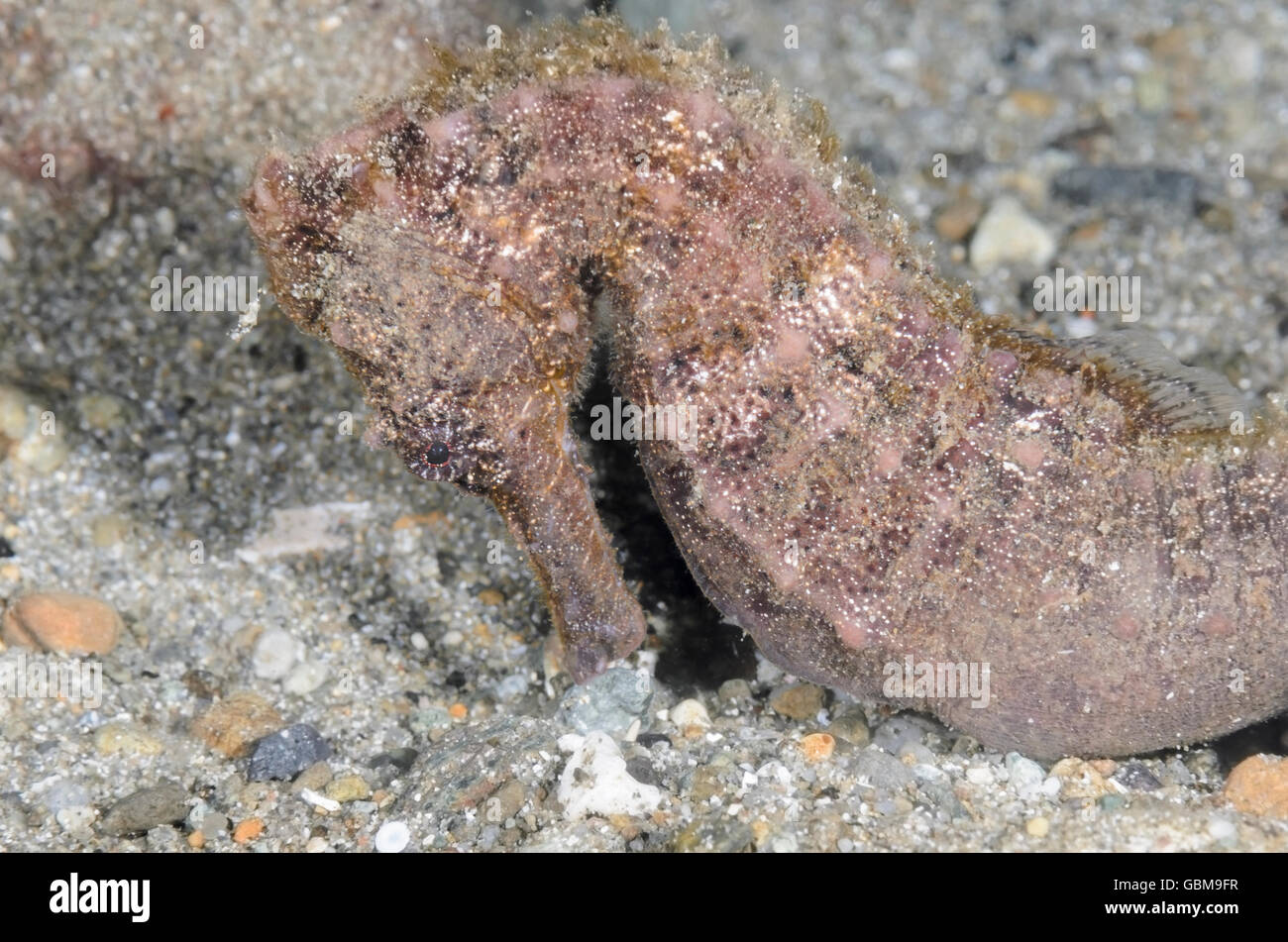Estuary or Spotted seahorse, Hippocampus kuda, Ambon, Maluku, Indonesia, Pacific Stock Photo
