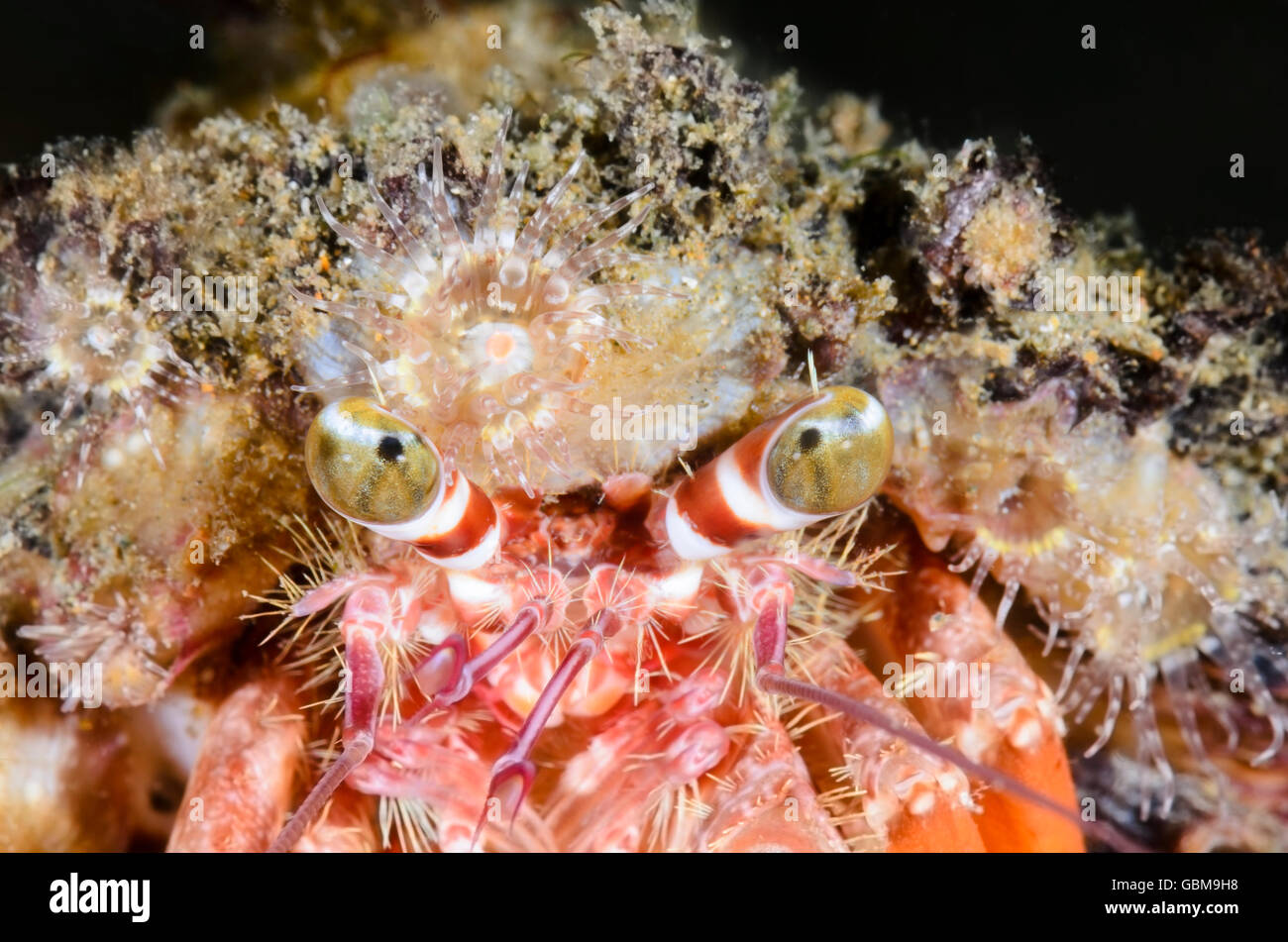 Anemone hermit crab, Dardanus pedunculatus, covers its shell with ...