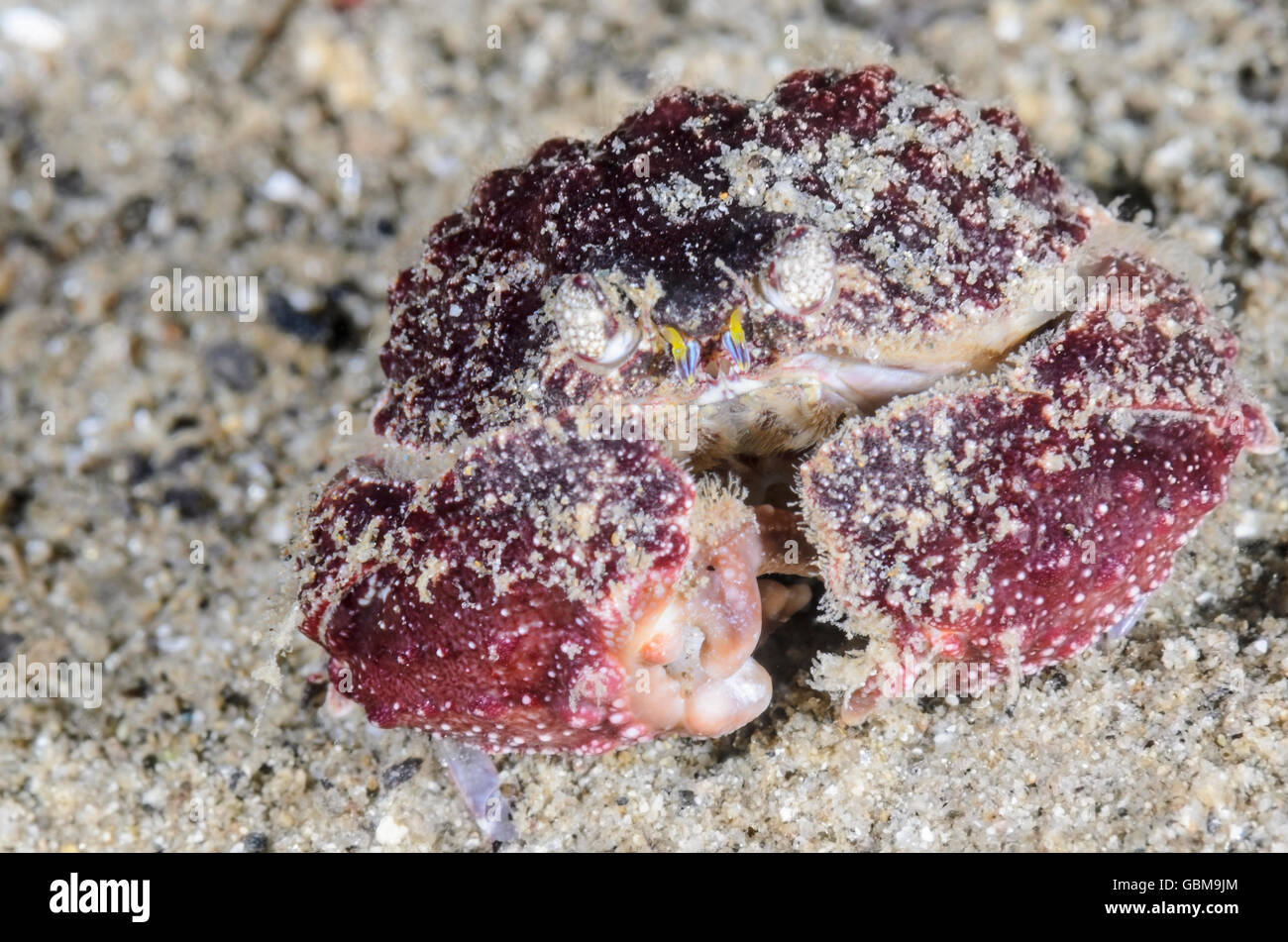 Shame-faced or Box crab,  Calappa torulosa, Ambon, Maluku, Indonesia, Pacific Stock Photo