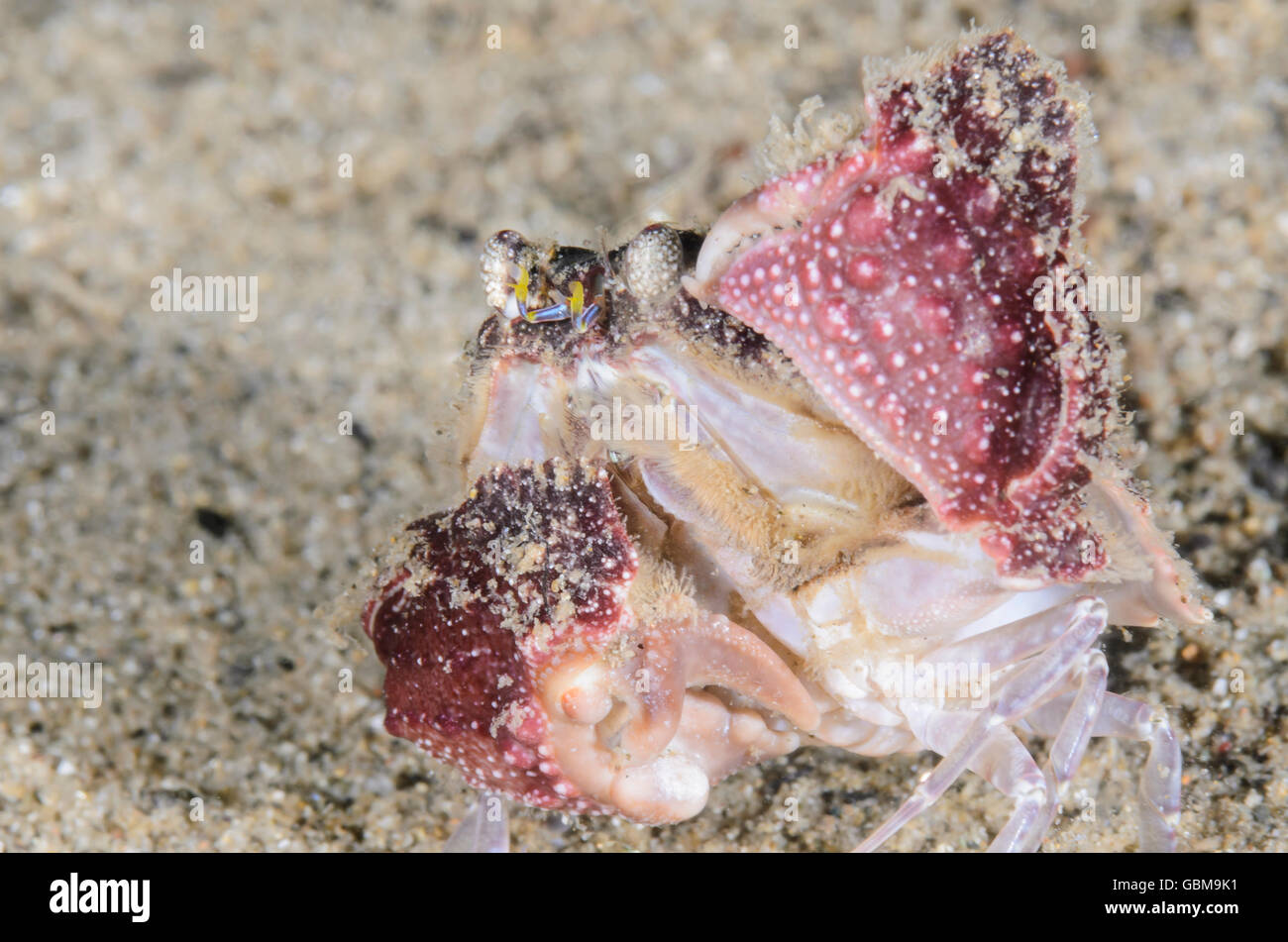 Shame-faced or Box crab,  Calappa torulosa, Ambon, Maluku, Indonesia, Pacific Stock Photo