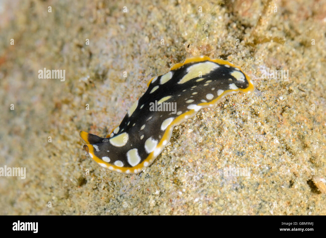 Brilliant flatworm, Pseudoceros scintillatus, Ambon, Maluku, Indonesia, Pacific Stock Photo