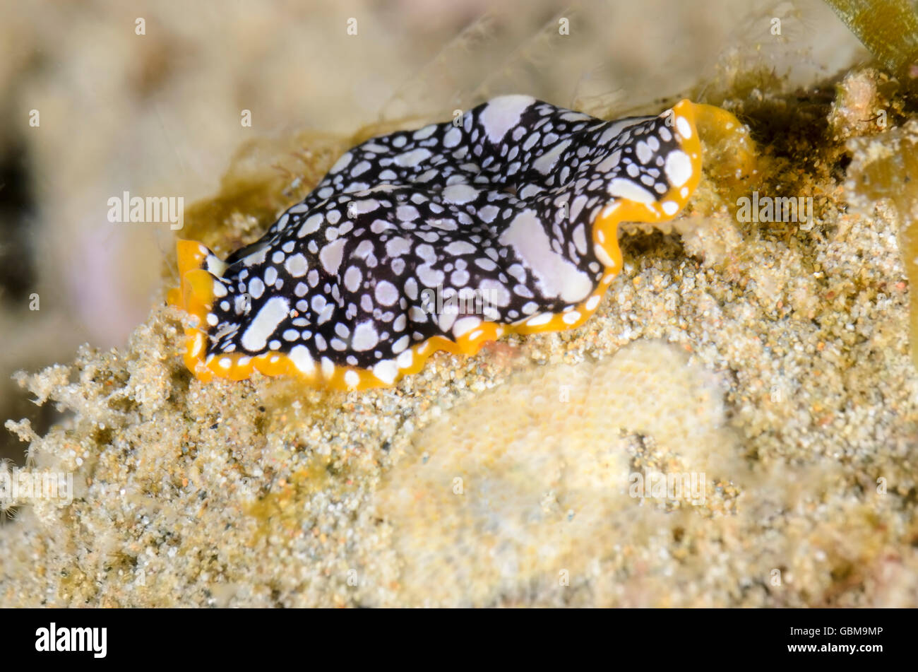 Brilliant flatworm, Pseudoceros scintillatus, Ambon, Maluku, Indonesia, Pacific Stock Photo