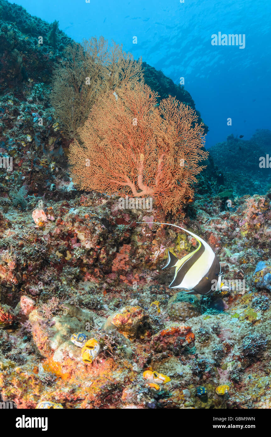 coral reef scene with Moorish idols, Zanclus cornutus, Ambon, Maluku, Indonesia, Pacific Stock Photo
