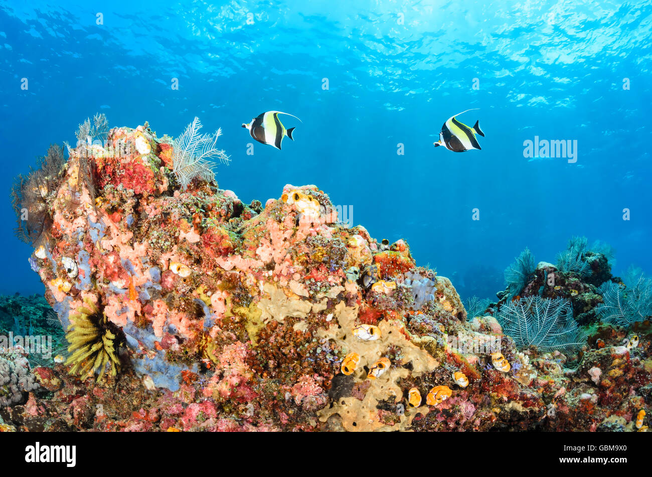 coral reef scene with Moorish idols, Zanclus cornutus, Ambon, Maluku ...