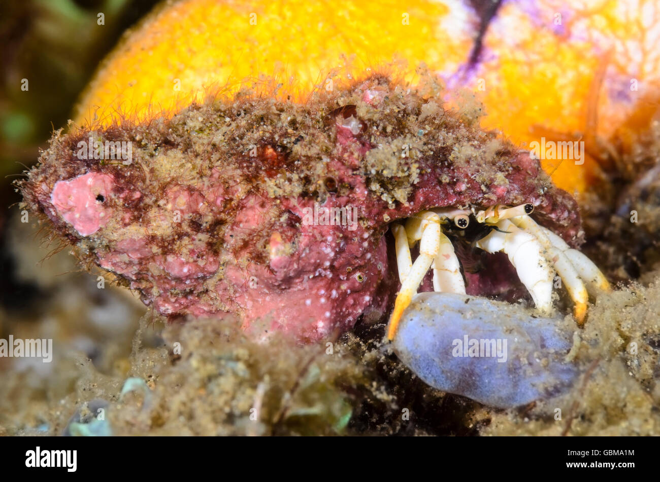 Small white Hermit crab, Calcinus minutus, Ambon, Maluku, Indonesia, Pacific Stock Photo