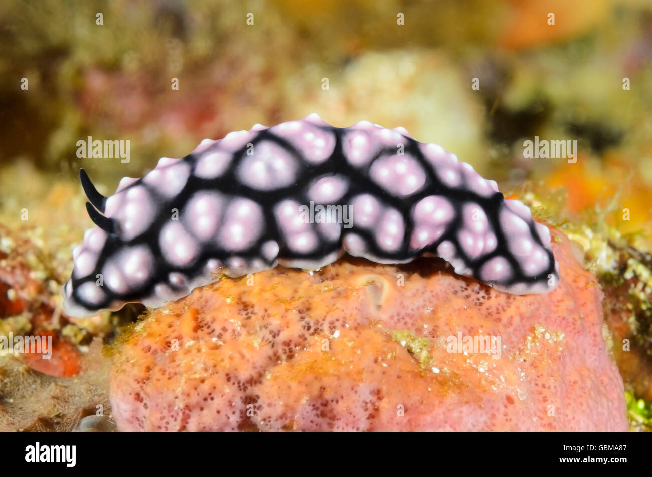 Phyllidia Stock Photos & Phyllidia Stock Images - Alamy