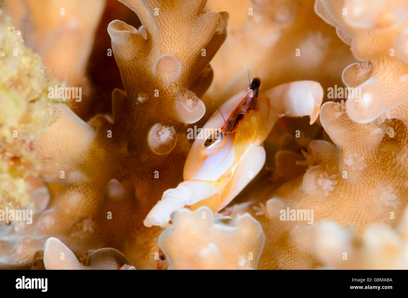 Coral crab, Tetralia sp,  Ambon, Maluku, Indonesia, Pacific Stock Photo