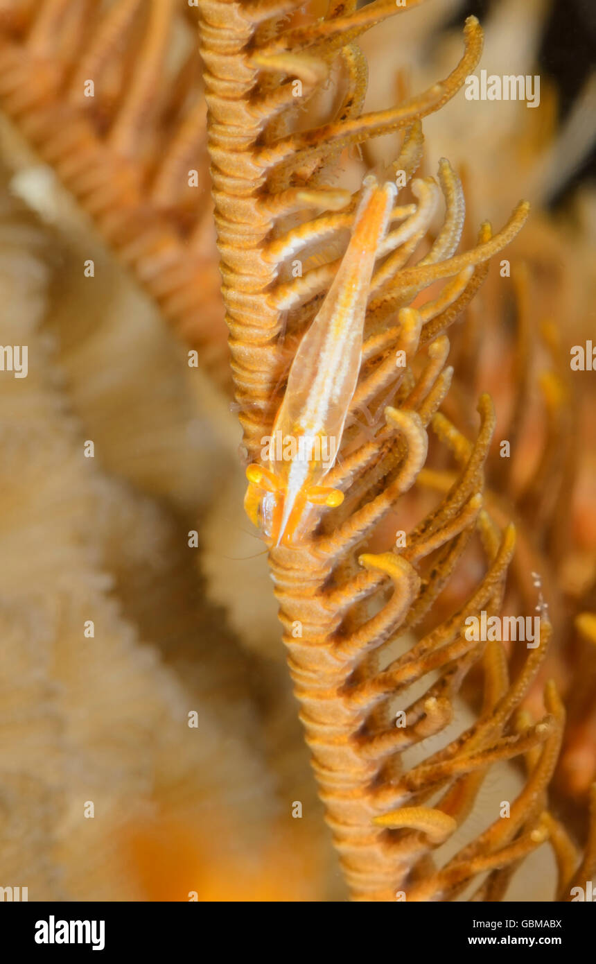 Commensal crinoid shrimp, Periclimenes commensalis, Ambon, Maluku, Indonesia, Pacific Stock Photo