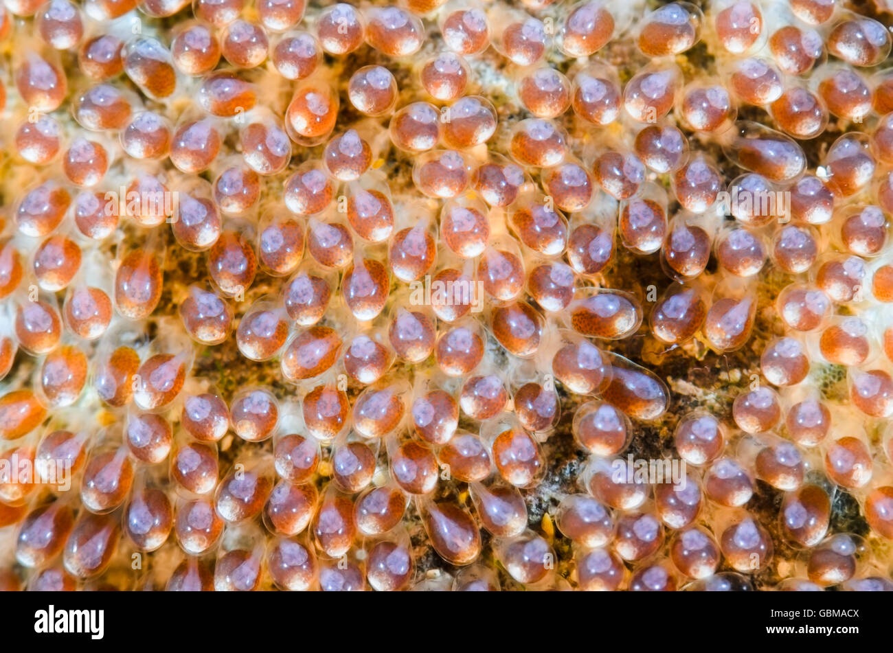 eggs of Saddleback anemonefish, Amphiprion polymnus,. One can just discern the eyes developing. Ambon, Maluku, Indonesia Stock Photo