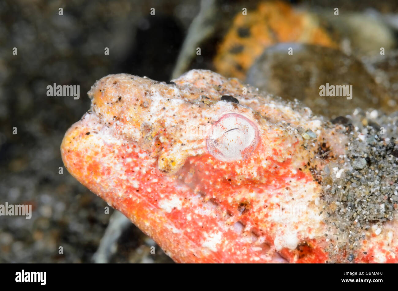 Crocodile Snake eel Brachysomophis crocodilinus Stock Photo - Alamy