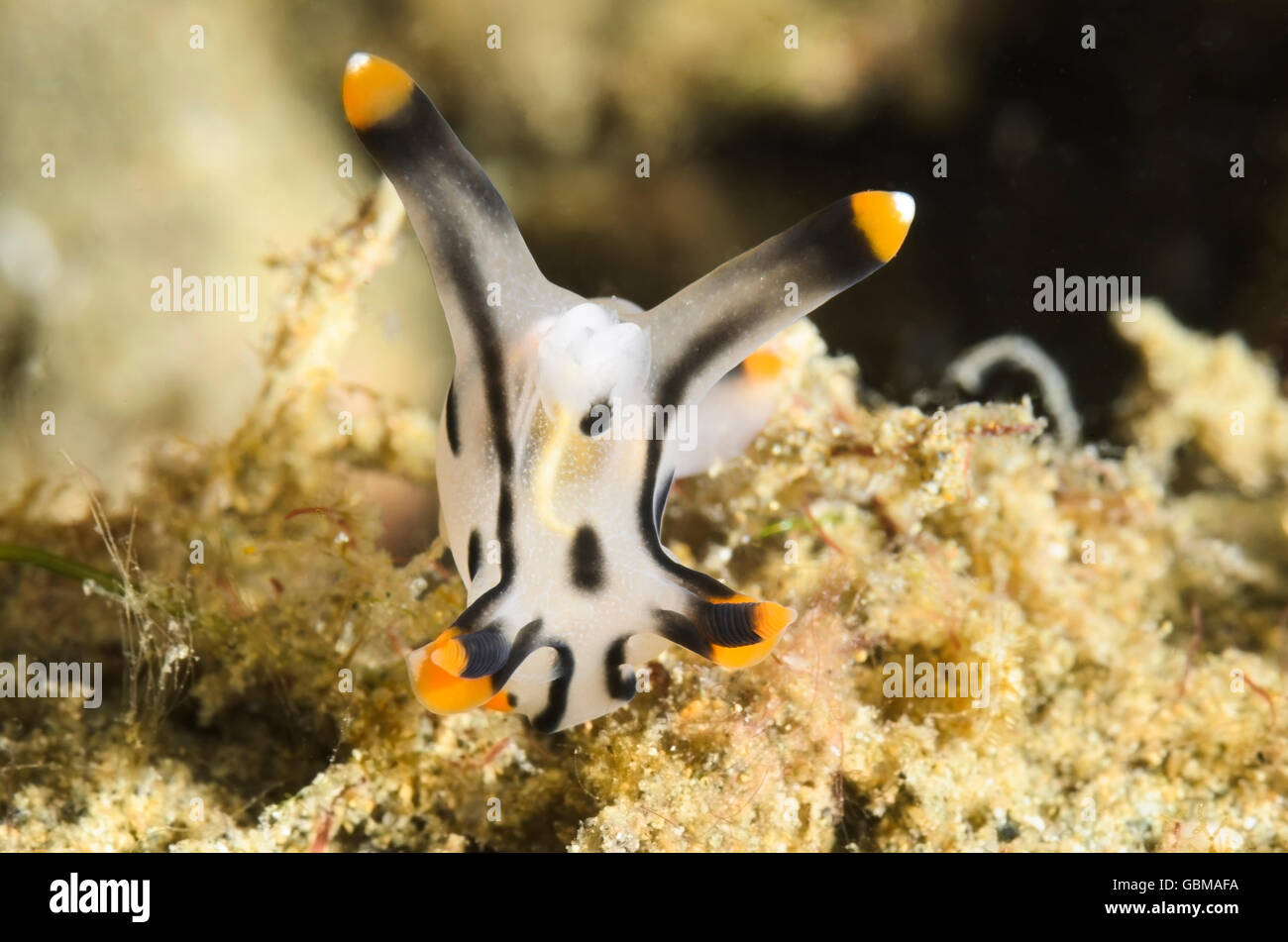 sea slug or nudibranch, Thecacera picta, with copepod parasite. The egg case of the copepod can be seen in the gills Stock Photo