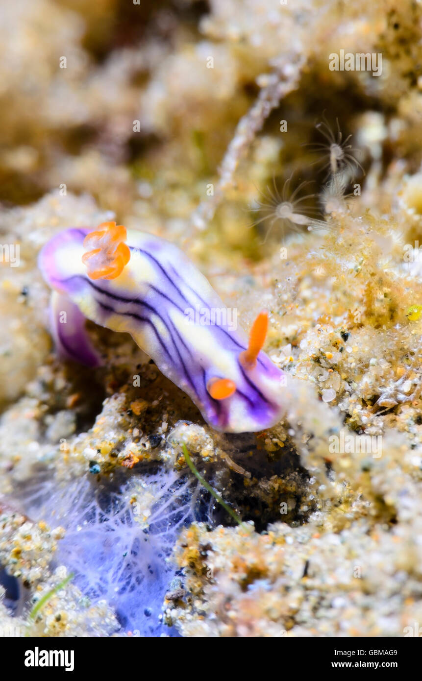 sea slug or nudibranch, Hypselodoris zephyra, Ambon, Maluku, Indonesia, Pacific Stock Photo