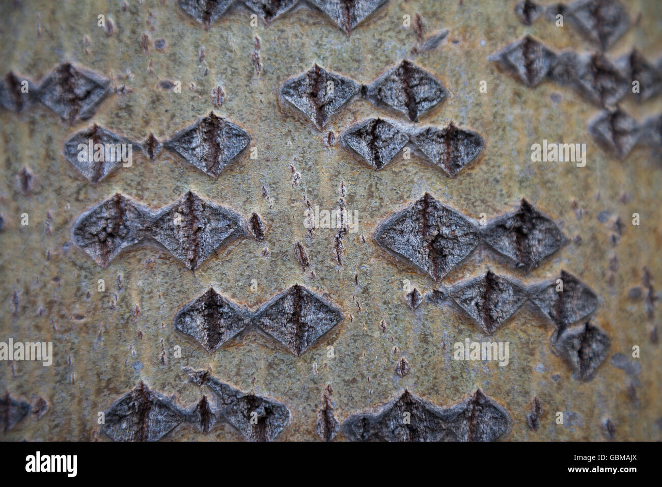 Aspen bark texture. Aspen bark background. Aspen bark texture. Tree bark background. Bark texture. Tree bark texture. Bark backg Stock Photo