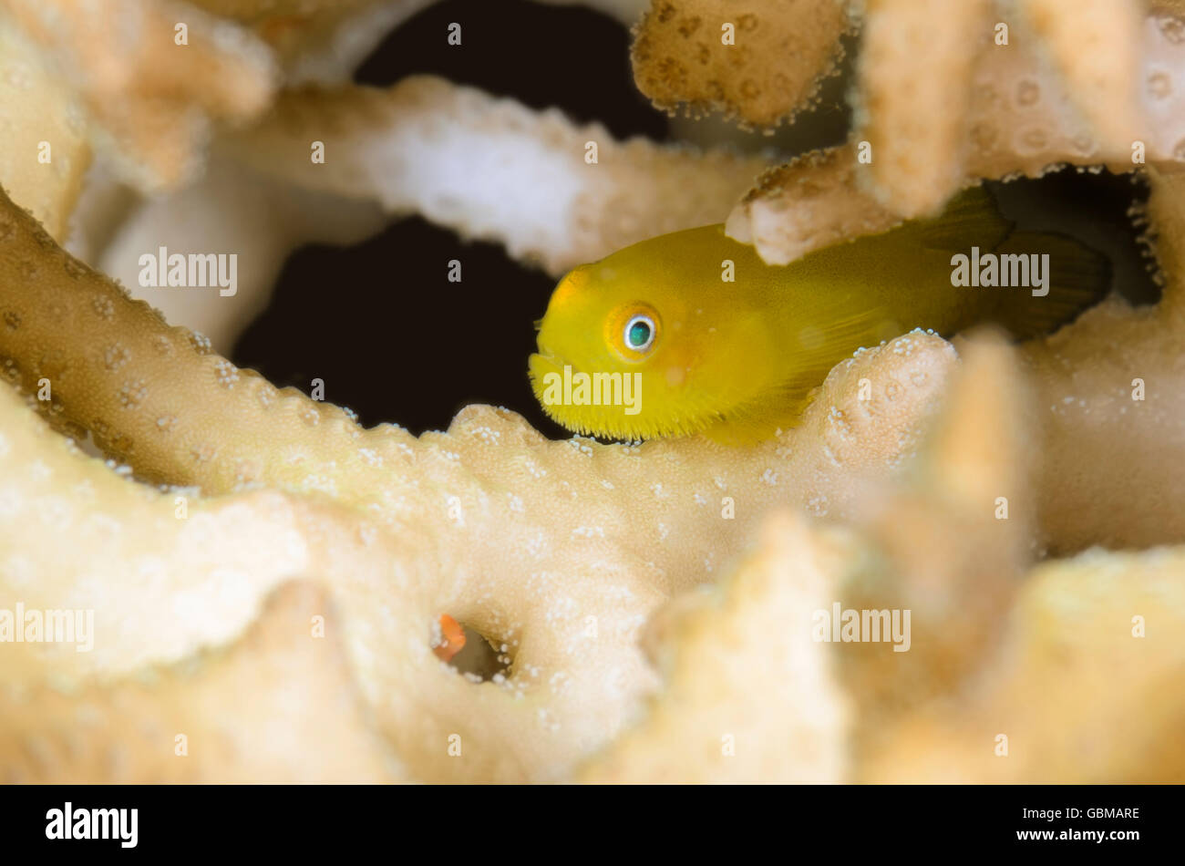 Yellow coral goby, Paragobiodon xanthosoma, Ambon, Maluku, Indonesia, Pacific Stock Photo