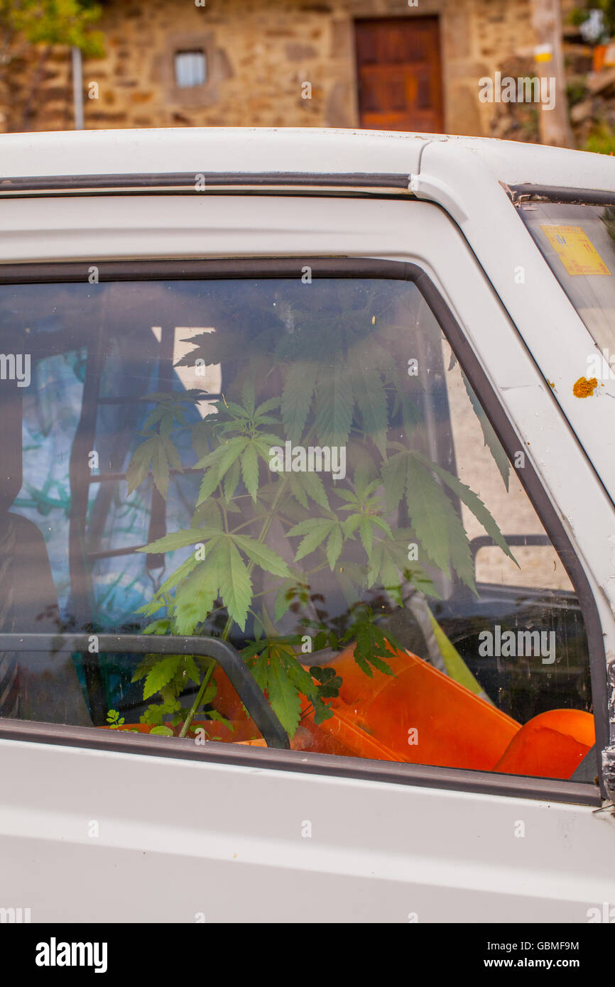 Cannabis plant growing in a van used as a hothouse Stock Photo