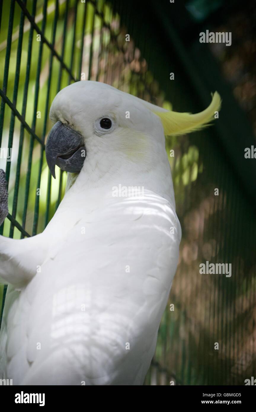The white cockatoo (Cacatua alba), also known as the umbrella cockatoo. Stock Photo