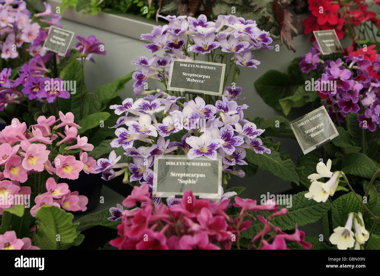 Chelsea Flower Show Stock Photo