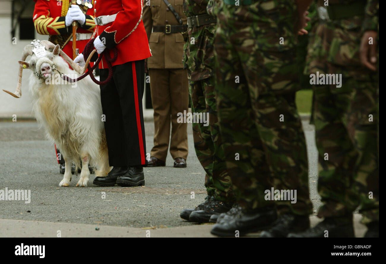 The Royal Welsh Goat Stock Photos & The Royal Welsh Goat Stock Images
