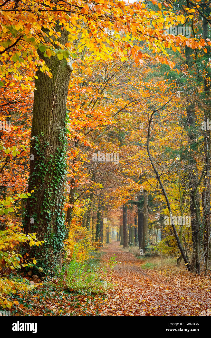 Autumn in the forest Stock Photo - Alamy