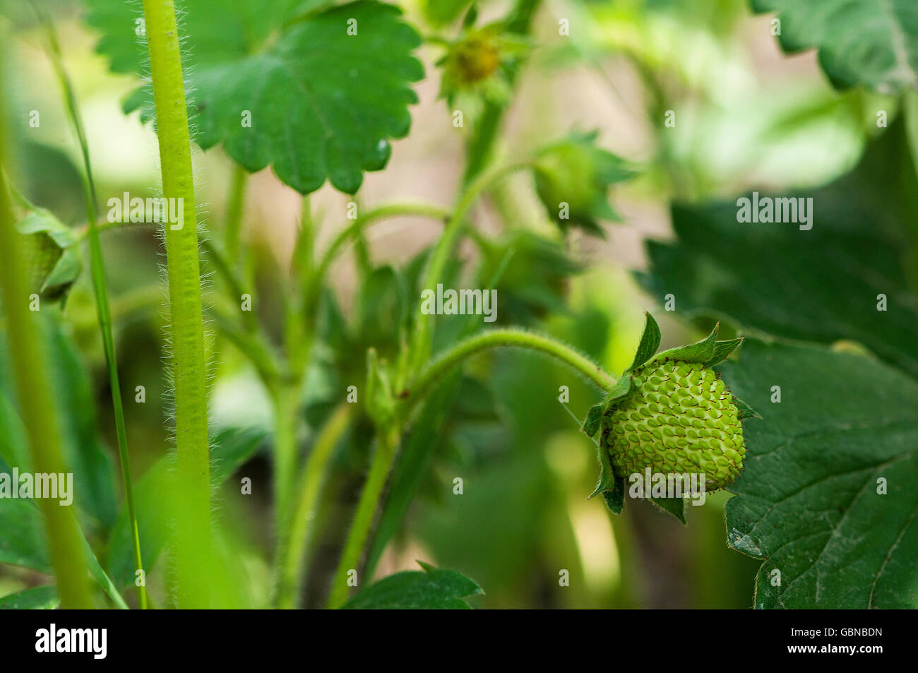 Unripe strawberry hi-res stock photography and images - Alamy