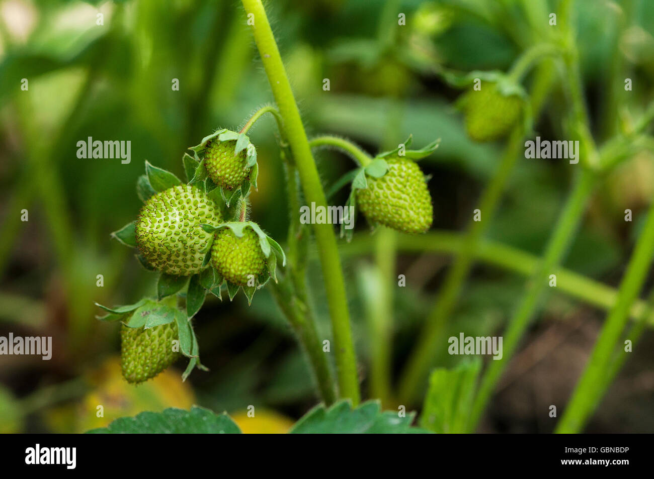 Unripe strawberry hi-res stock photography and images - Alamy