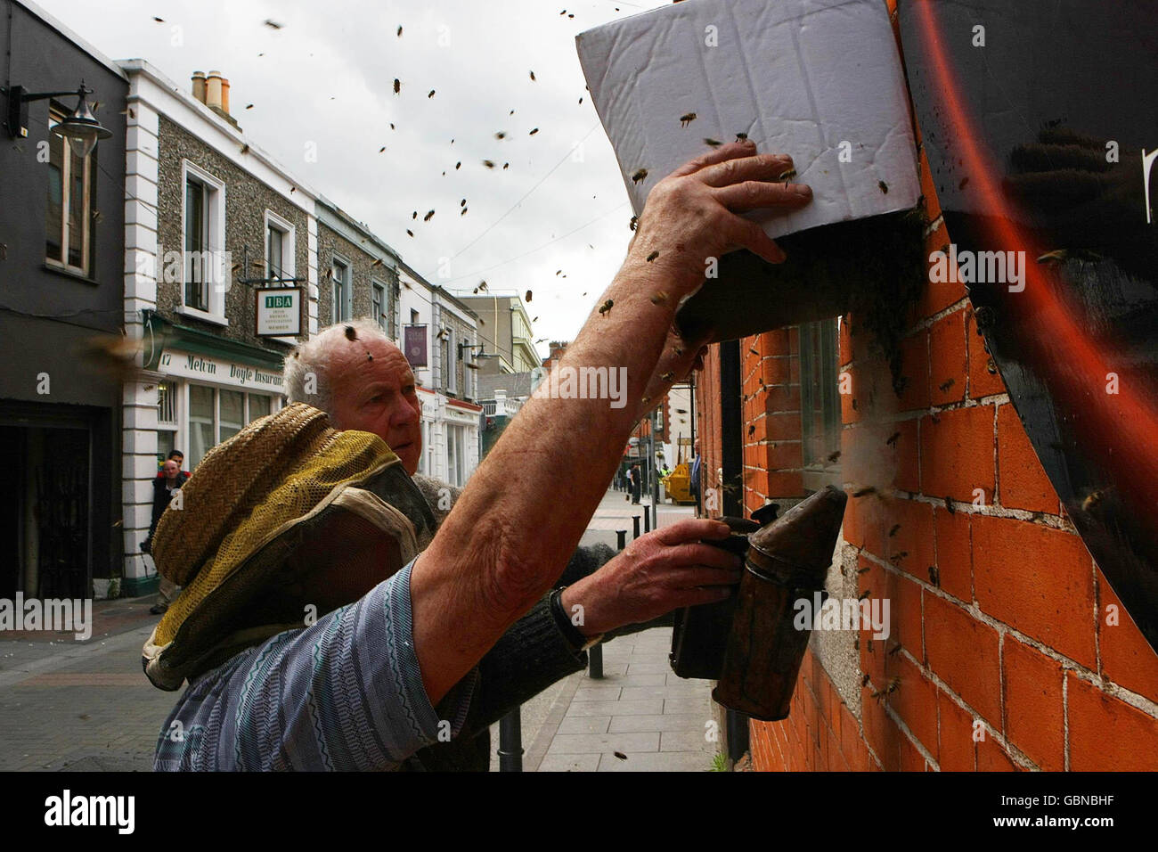 STANDALONE PHOTO. Dublin Bee Keepers John Killian and Ben Myers deal with a honey bee hive which developed on the side of an Indian Restaurant on Montague Street in Dublin this evening. Stock Photo