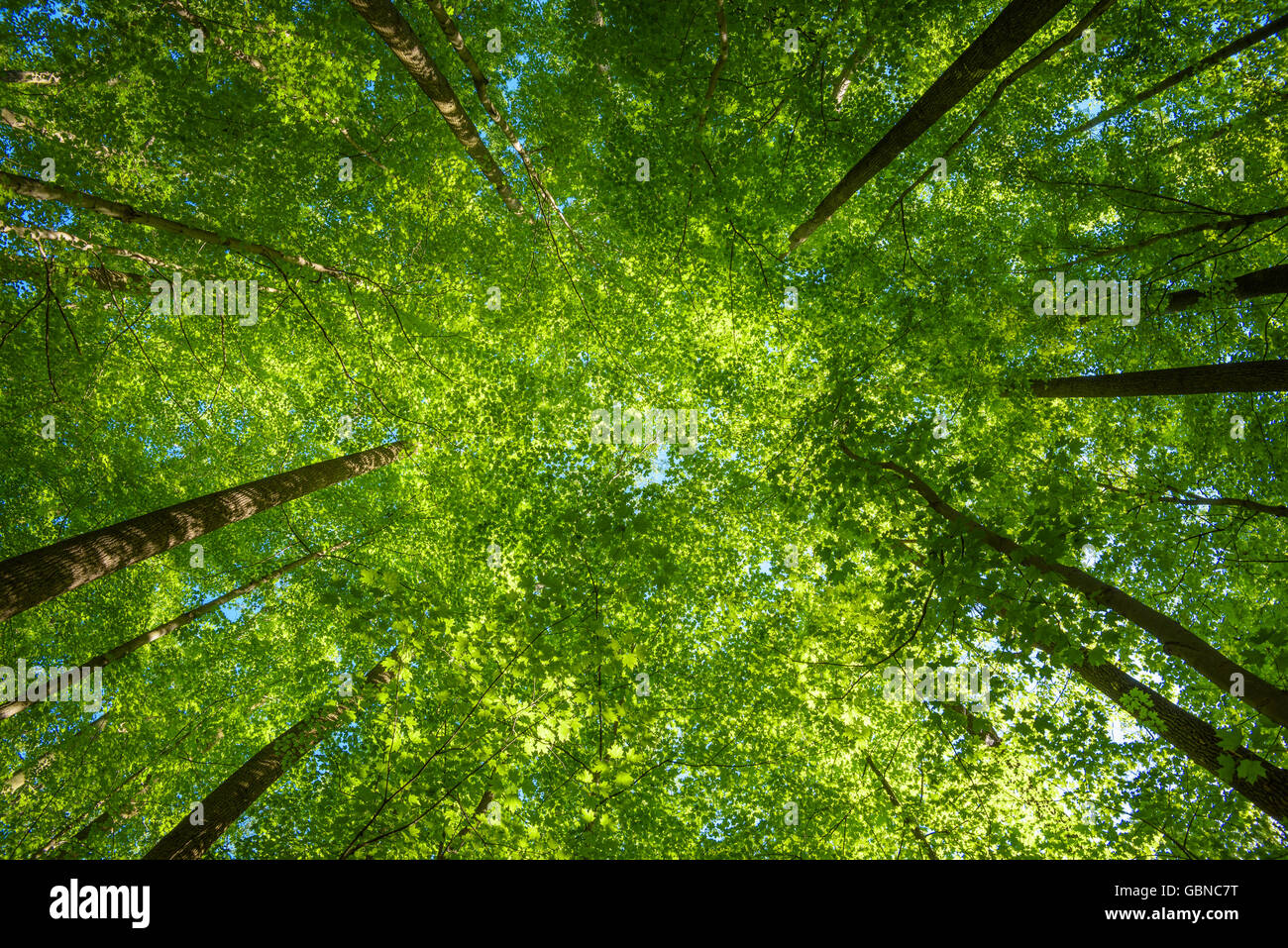 Trees looking up leaves hi-res stock photography and images - Alamy