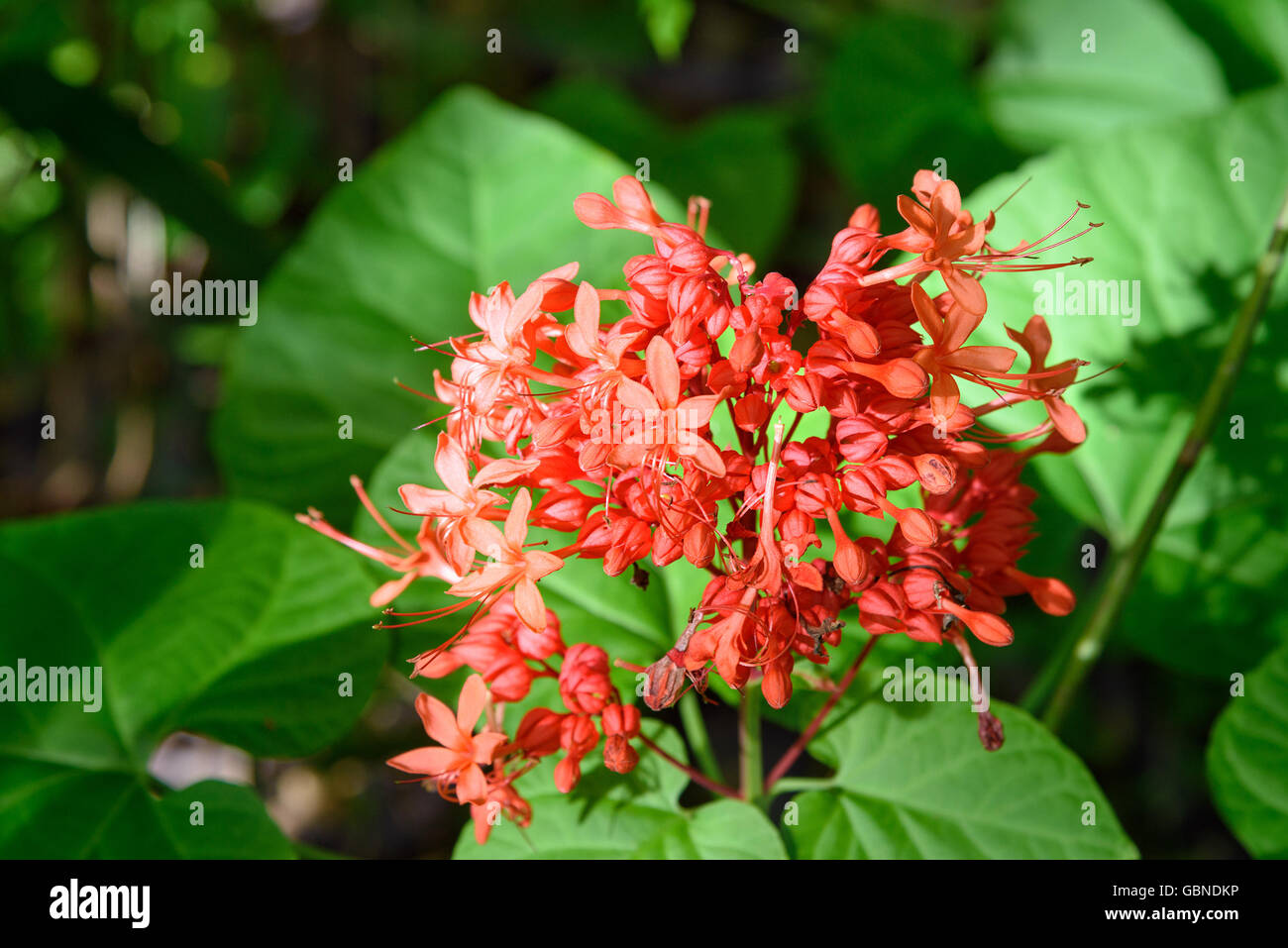 Red Clerodendrum Paniculatum flower. Pagoda flower in in Tangkoko National Park. North Sulawesi. Indonesia Stock Photo