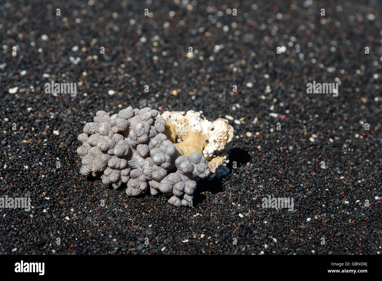 Coral on volcanic black sand beach. background texture Stock Photo
